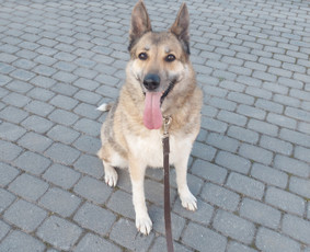 Paslaugos augintiniams - Gyvūnų priežiūra. Nakvynė. - 2