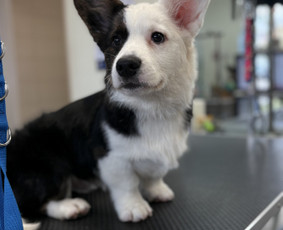 &Scaron;unų, kačių kirpyklos - &Scaron;unų ir kačių kirpėja Paulina - 4