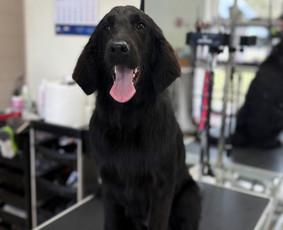 &Scaron;unų, kačių kirpyklos - &Scaron;unų ir kačių kirpėja Paulina - 3