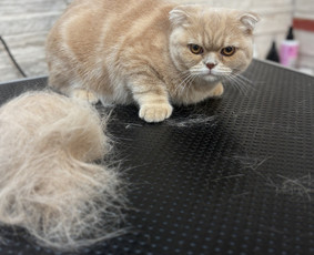 &Scaron;unų, kačių kirpyklos - &Scaron;unų ir kačių kirpėja Paulina - 2