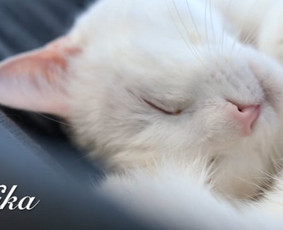 Reklaminių klipų kūrimas - Video filmavimas / Foto / Dizainas / Reklamos valdymas - 3