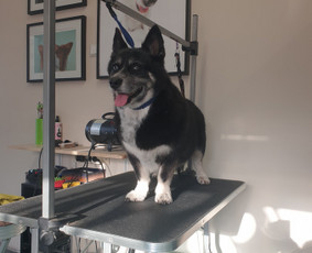 &Scaron;unų, kačių kirpyklos - &Scaron;unelių nukailinimas ir kirpimas, kačių kirpimas - 3