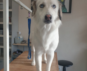 &Scaron;unų, kačių kirpyklos - &Scaron;unelių nukailinimas ir kirpimas, kačių kirpimas - 2