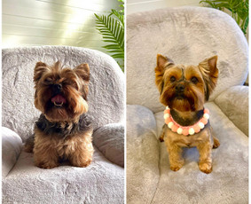 Paslaugos augintiniams - &Scaron;uniukų kirpykla Kaune - 1