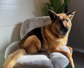 Paslaugos augintiniams - &Scaron;uniukų kirpykla Kaune - 2