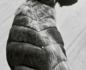 Paslaugos augintiniams - &Scaron;uniukų kirpykla Kaune - 4