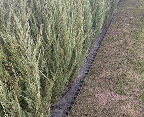 Aplinkos tvarkymas, apželdinimas - Aplinkos tvarkymas, apželdinimas - 1