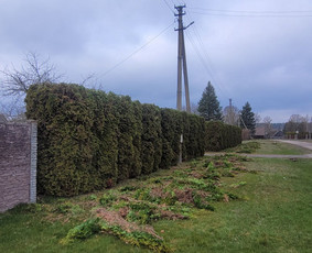 Vaismedžių sodinimas ir priežiūra - Tuju,gyvatvoriu karpymas,žeminimas,formavimas - 4
