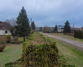 Vaismedžių sodinimas ir priežiūra - Tuju,gyvatvoriu karpymas,žeminimas,formavimas - 2