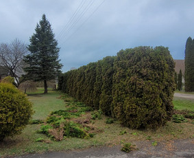 Vaismedžių sodinimas ir priežiūra - Tuju,gyvatvoriu karpymas,žeminimas,formavimas - 3