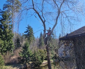 Medžių genėjimas, pjovimas - Medžių genėjimas, pjovimas - 4