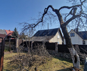 Medžių genėjimas, pjovimas - Medžių genėjimas, pjovimas - 3