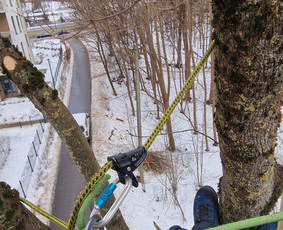 Medžių genėjimas, pjovimas - Medžių genėjimas, pjovimas - 2