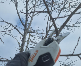 Medžių genėjimas, pjovimas - Medžių genėjimas, pjovimas - 1