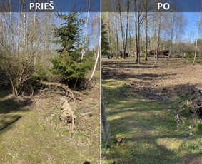 Aplinkos tvarkymas, apželdinimas - Sklypų tvarkymas: medžių ir krūmų pjovimas su i&scaron;vežimu. - 2