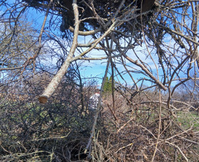 Drenažo įrengimas - Sklypų lyginimas.vejos irengimas apželdinimo darbai - 3