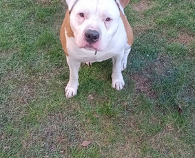 &Scaron;unų vie&scaron;bučiai, vedžiojimas, priežiūra - &Scaron;unų vie&scaron;bučiai, priežiūra - 1