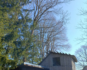 Arboristo paslaugos: medžių pjovimas/genėjimas / Tomas Damulis / Darbų pavyzdys ID 4374397