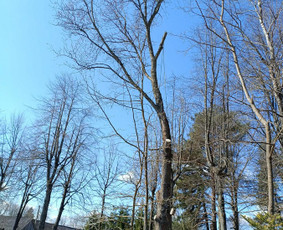 Arboristo paslaugos: medžių pjovimas/genėjimas / Tomas Damulis / Darbų pavyzdys ID 4374405