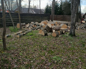 Arboristo paslaugos: medžių pjovimas/genėjimas / Tomas Damulis / Darbų pavyzdys ID 4374407