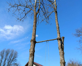 Arboristo paslaugos: medžių pjovimas/genėjimas / Tomas Damulis / Darbų pavyzdys ID 4374409