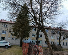 Arboristo paslaugos: medžių pjovimas/genėjimas / Tomas Damulis / Darbų pavyzdys ID 4374413