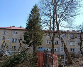 Arboristo paslaugos: medžių pjovimas/genėjimas / Tomas Damulis / Darbų pavyzdys ID 4374415