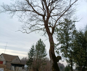 Arboristo paslaugos: medžių pjovimas/genėjimas / Tomas Damulis / Darbų pavyzdys ID 4374421