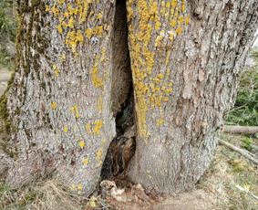 Arboristo paslaugos: medžių pjovimas/genėjimas / Tomas Damulis / Darbų pavyzdys ID 4374423