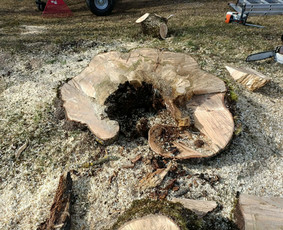 Arboristo paslaugos: medžių pjovimas/genėjimas / Tomas Damulis / Darbų pavyzdys ID 4374425