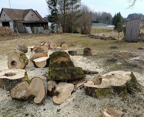 Arboristo paslaugos: medžių pjovimas/genėjimas / Tomas Damulis / Darbų pavyzdys ID 4374427