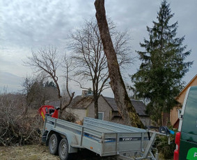 Arboristo paslaugos: medžių pjovimas/genėjimas / Tomas Damulis / Darbų pavyzdys ID 4374429