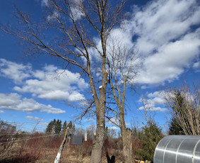 Medžių genėjimas, pjovimas - Arboristo paslaugos: medžių pjovimas/genėjimas - 3