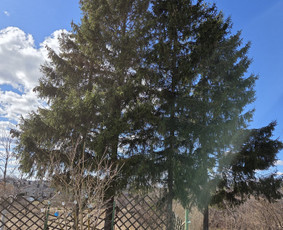 Medžių genėjimas, pjovimas - Arboristo paslaugos: medžių pjovimas/genėjimas - 2