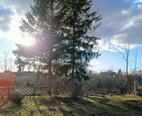 Medžių genėjimas, pjovimas - Arboristo paslaugos: medžių pjovimas/genėjimas - 1