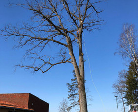 Kitos kategorijos - Medžių pjovimas Kaunas - 2