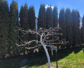 Vaismedžių genėjimas - Vaismedžiu genėjimas,tuju gyvatvorių,krūmų kirpimas! - 3