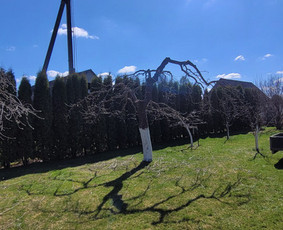 Vaismedžių genėjimas - Vaismedžiu genėjimas,tuju gyvatvorių,krūmų kirpimas! - 2