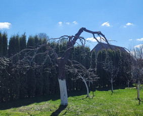 Vaismedžių genėjimas - Vaismedžiu genėjimas,tuju gyvatvorių,krūmų kirpimas! - 1