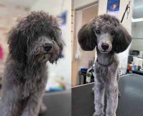 Paslaugos augintiniams - &Scaron;unų ir kačių kirpėja Paulina - 1