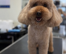 Paslaugos augintiniams - &Scaron;unų ir kačių kirpėja Paulina - 4