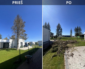 Medžių genėjimas, pjovimas - Saugus Pjūvis. Avaringų Medžių Pjovimas Genėjimas Arboristai - 1