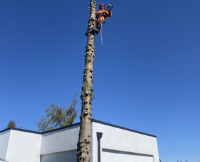 Medžių genėjimas, pjovimas - Saugus Pjūvis. Avaringų Medžių Pjovimas Genėjimas Arboristai - 1