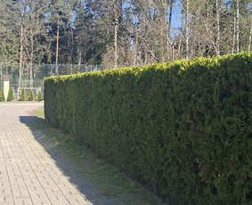 Medžių genėjimas, pjovimas - Gyvatvorių,vaismedžių genėjimas Jonavoje ir Kauno apskrityje - 2