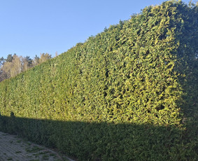 Medžių genėjimas, pjovimas - Gyvatvorių,vaismedžių genėjimas Jonavoje ir Kauno apskrityje - 1