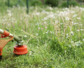 Vejos priežiūra, įrengimas - Žolės pjovimas ir aplinkos priežiūra už prieinamą kainą - 1