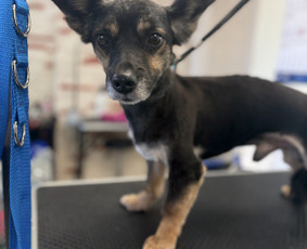 Paslaugos augintiniams - &Scaron;unų ir kačių kirpėja Paulina - 3