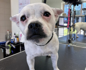 Paslaugos augintiniams - &Scaron;unų ir kačių kirpėja Paulina - 2