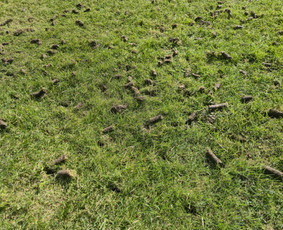 Vejos aeravimas - Vejos skarifikavimas, Core aeracija, levelingas, atsėjimas - 3