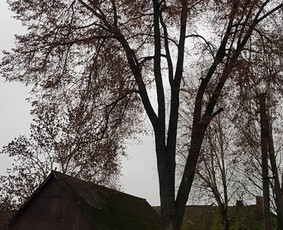 Arboristo paslaugos. Medžių pjovimas, kelmų naikinimas / Mantas Gerulis / Darbų pavyzdys ID 936179